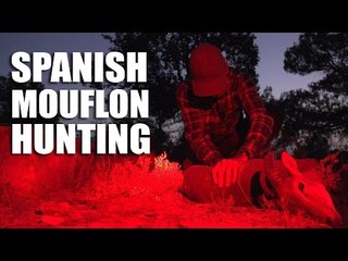 Spanish Mouflon Hunting