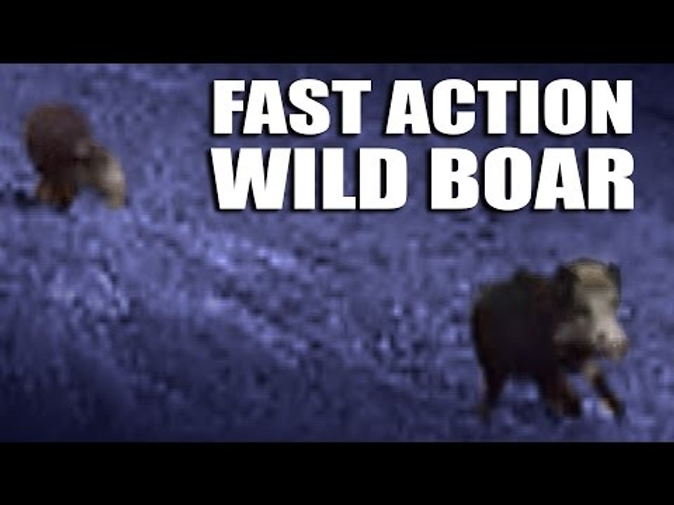 Fast Action Wild Boar