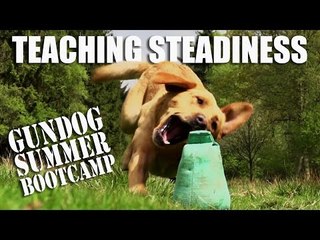 Gundog Summer Boot Camp: Teaching Steadiness