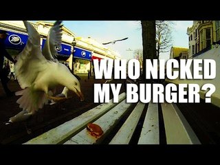 Who nicked my burger? Bloomin' gulls