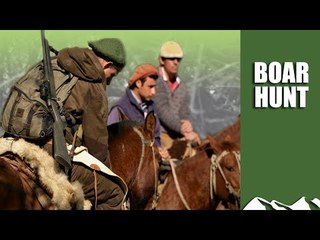 Hunting the boar that hunt sheep