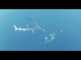Freediving with the Fastest Shark in the World | Ocean Adventures, Ep. 2