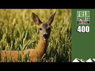 Fieldsports Britain - Roy's Roe Reaction