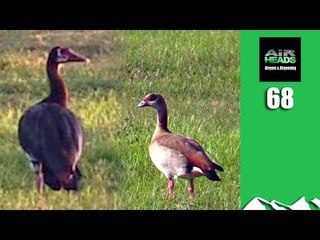 Huge Goose Hunt with Airguns - Airheads, episode 68