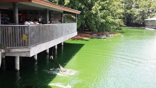 Ces thaïlandais nourrissent leurs gros crocodiles