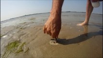 Une méthode incroyable pour attraper des couteaux de mer - Razor Fish Clam