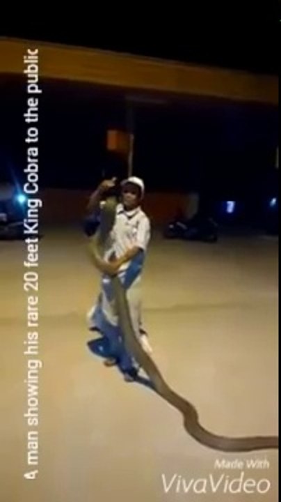 Ce malaisien s'amuse avec un cobra de 5m de long... Serpent géant