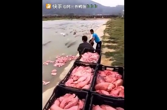 L'heure du repas pour ces centaines de crocodiles affamés! Impressionnant