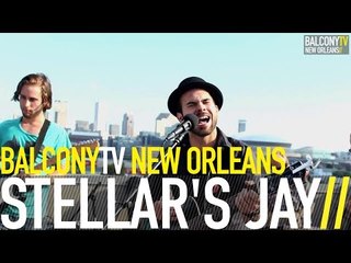 STELLAR'S JAY - BAD SEED FROM THE FAMILY TREE (BalconyTV)