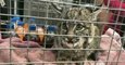 Baby Bobcat Seeks Refuge in California Gas Station