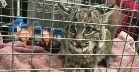 Baby Bobcat Seeks Refuge in California Gas Station