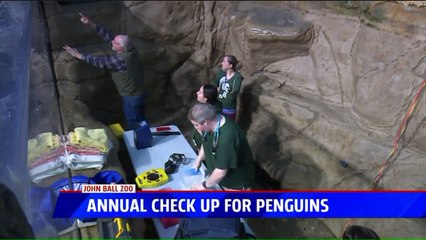 Penguins at Michigan Zoo Get Their Annual Check-Up
