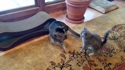 Kitten and Cat High Five!