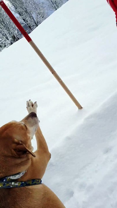 Lotte, Irma und Balu - geben niemals Ruh' - mit Musik