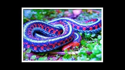 A collection the poison snake with lots of colour body.