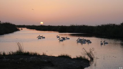 موريتانيا: جنة للطيور
