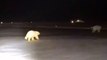 Polar Bears Spotted Running Along Alaska Airport Airfield