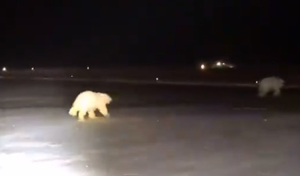 Polar Bears Spotted Running Along Alaska Airport Airfield