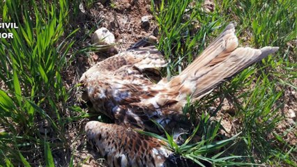 Decenas de animales muertos: La Guardia Civil detiene e investiga a 16 personas por uso de venenos