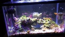 Removing Phosphates in a Saltwater Aquarium with Dr. Tims NP Active Pearls,-Cxdp2bQVEwQ