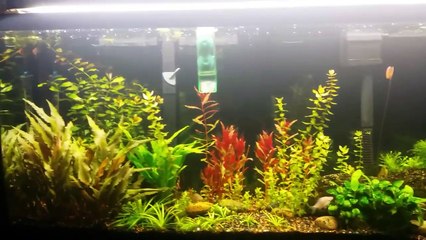 Setting up the 55 gallon. With new intro!!!-7IRJixH2t4o