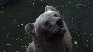 Bear in the water pond at the zoo-bear trying to climb the wall at zoo-bear's daily routine