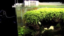The Art of the Planted Aquarium 2017 - Nano tanks 32-34-RCqxP3GpeHA