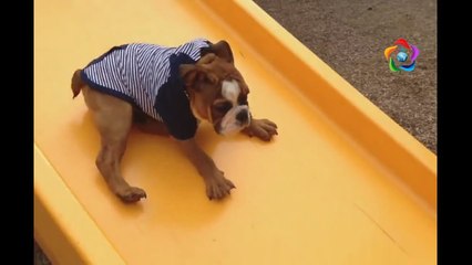 Funny Animals Playing on Slides Compilation