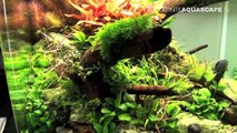 The Art of the Planted Aquarium 2017 - Nano tanks 7-9-YE7UxLk7Qmo