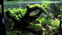 The Art of the Planted Aquarium 2017 - Nano tanks 29-31-90g11Cpp3yI