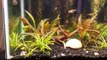 Updates on both planted 1a0 gallon tanks.-iZfch3MApWI