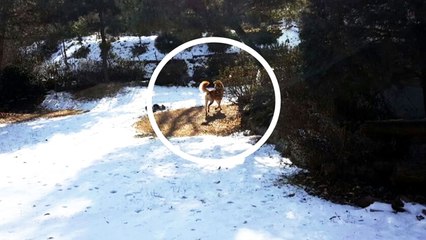 반려견이 주인과 아들 물어...경찰이 사살 / YTN