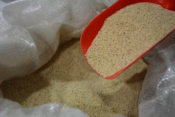 Türkiye'de İlk Defa Dünyanın En Küçük Tahılının Üretimi Yapıldı