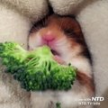 Ce petit hamster est tellement adorable avec son brocolis