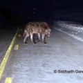 Il croise un loup énorme et féroce en pleine nuit sur la route... Terrifiant