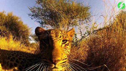Ce léopard a trouvé une GoPro et ne veut plus la lacher