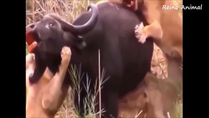 [16] Ataque animal, só ataques brutais dos animais selvagens-LUq8jX4lCMw