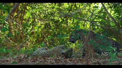 A vida Selvagem no Pantanal PARTE 1-KT1Egot2Sek