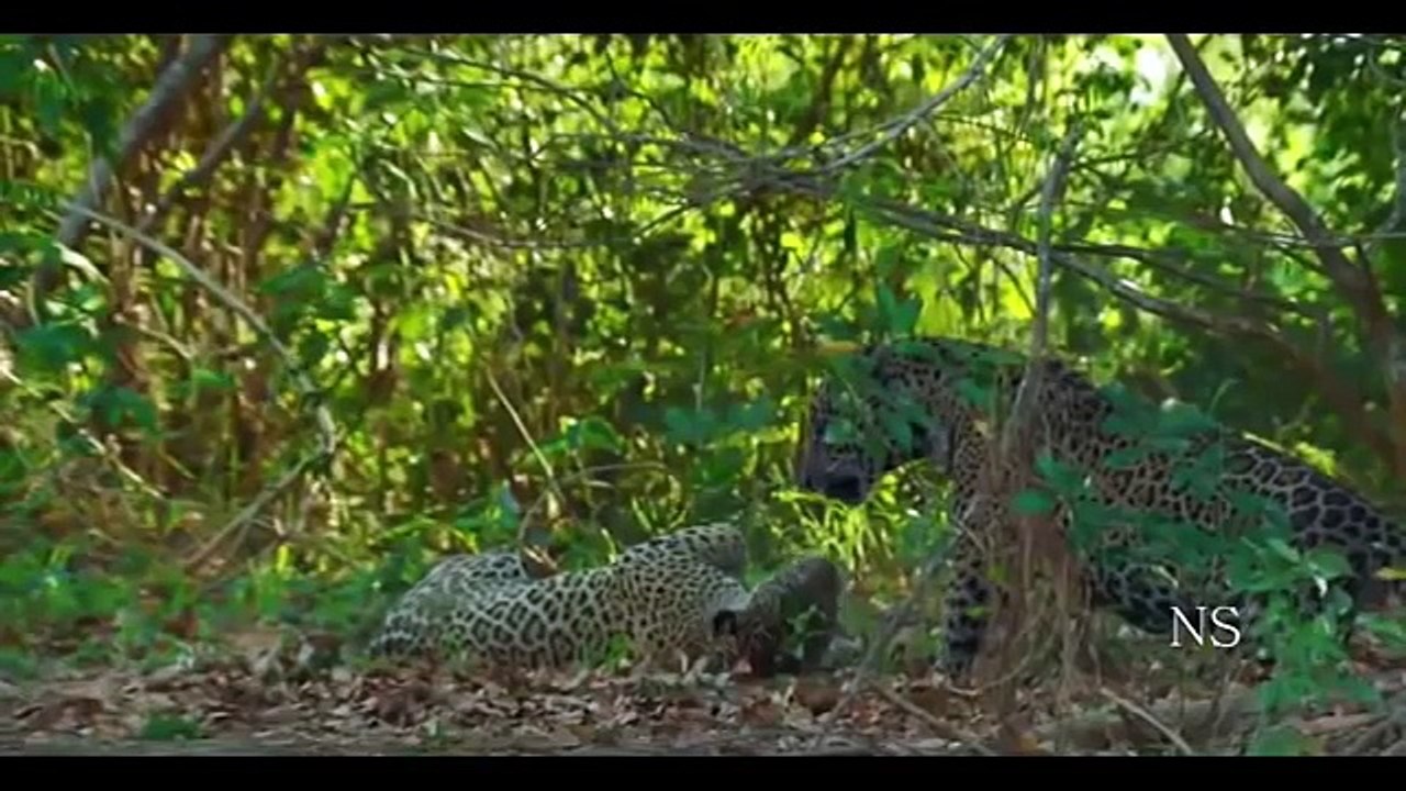 A vida Selvagem no Pantanal PARTE 1-KT1Egot2Sek