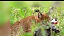 Felinos em guerra - Gato selvagem, Lince e Serval PARTE 2-v55HltK0lQU