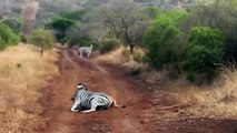 Flagra incrivel de Leoa abatendo uma Zebra-PzW9Af31L8g