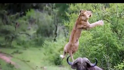 Flagrantes da vida  Selvagem  PARTE 1-VYS7dwS_hPI