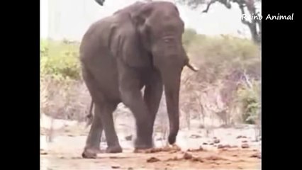 Leões atacam e matam um elefante-9CdOlSp_DQw