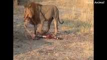 Leões defendem das Hienas, restos de uma caça-jdY6r7iwXuc