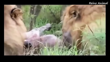 Leões vs Hienas e Rinoncerontes-zoj3WRagwjw