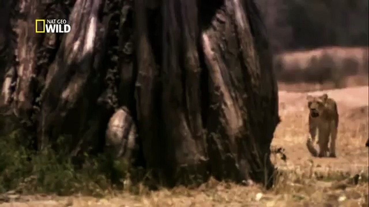 Leões, predadores famintos da África PARTE 3_3-Xu6Xfn-H1EA