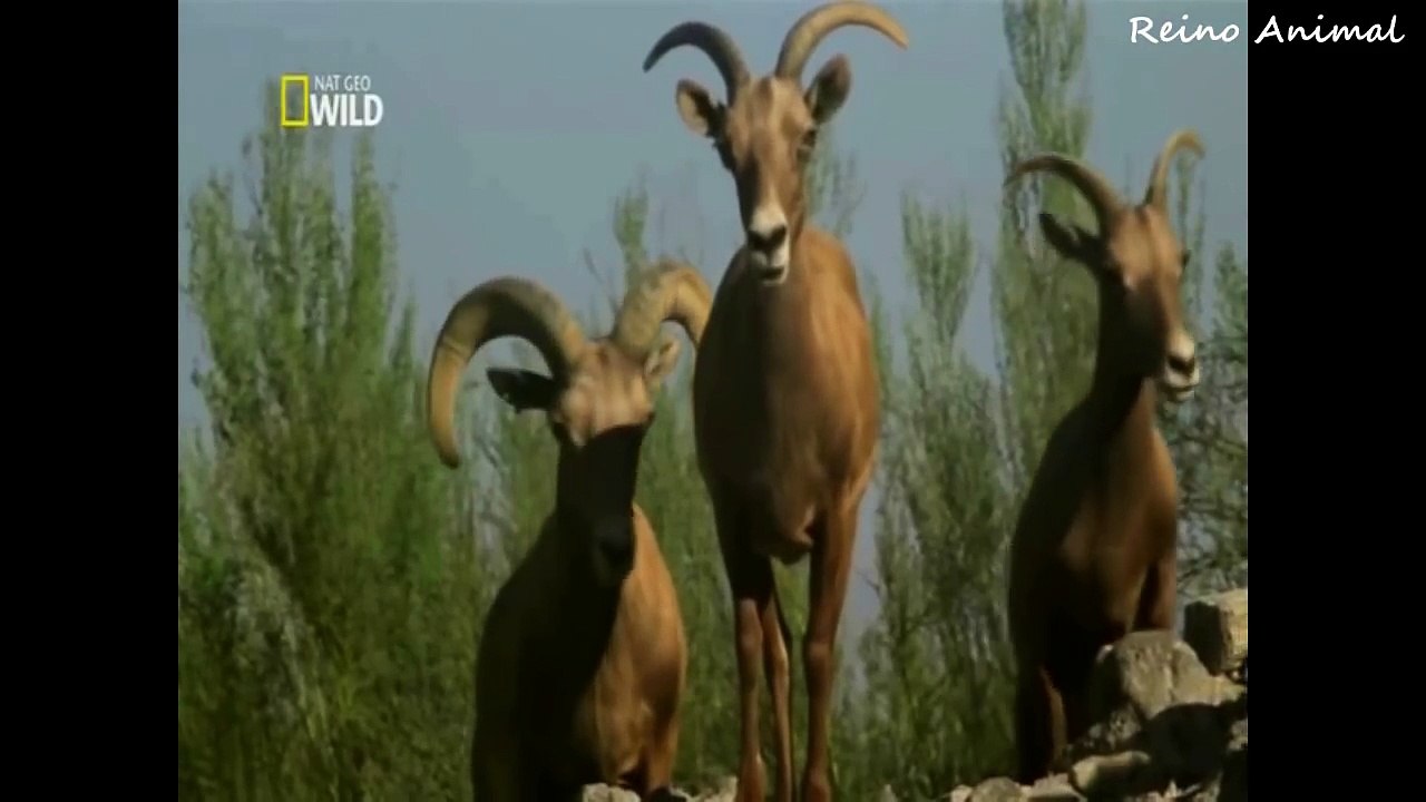 NOVO Animais Selvagens do deserto de Sonora-zR2Zi0-i92c