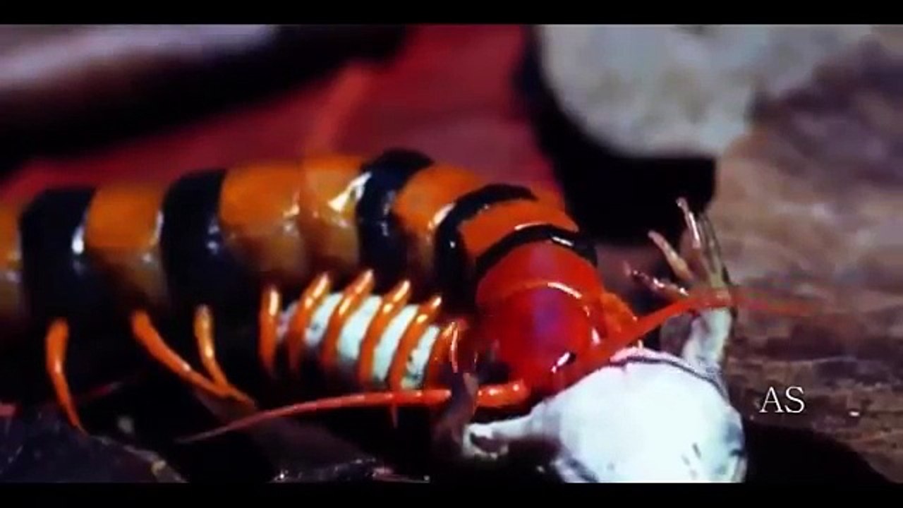 NOVO Predadores vorazes,  apetites assassinos PARTE 2_3-en8CPr9HuOg