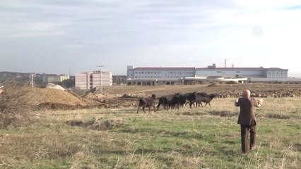 Mandalar Üniversite Yerleşkesini Mesken Tuttu