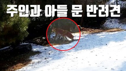[자막뉴스] 주인과 아들 문 반려견...출동한 경찰이 사살 / YTN